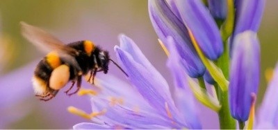 Wakehurst Trees for Bees walk and workshop